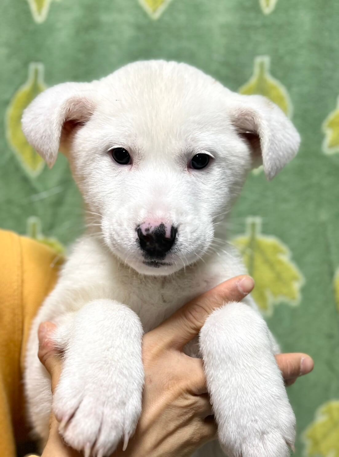 ブルテリア風の個性豊かなお顔の みりんちゃん