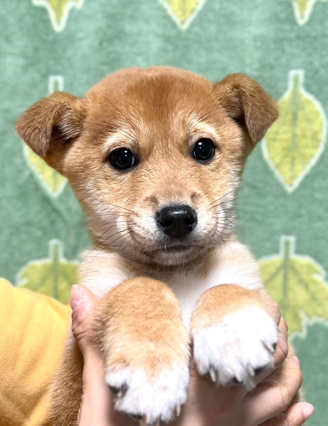 柴犬風で可愛い いちみちゃん