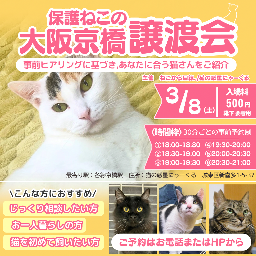 猫カフェで遊べる譲渡会！