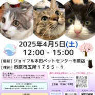 花ねこ譲渡会