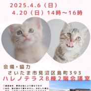 【さいたま市見沼区】4/6㈰ハレノテラス保護猫譲渡会