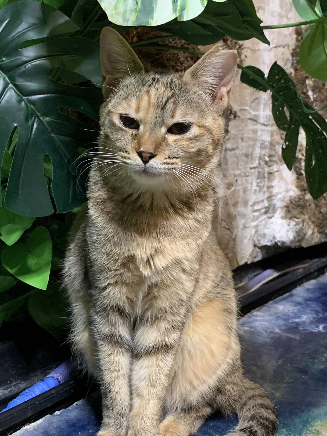 4月6日大阪府堺市⭐️猫の里親会参加猫⭐️小麦ちゃん　8ヶ月の女の子