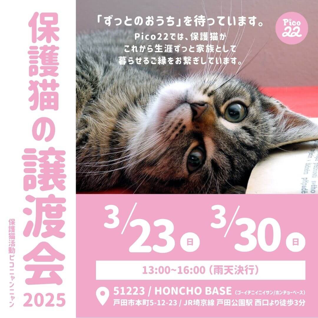 保護猫の譲渡会