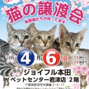 【君津市】保護猫の譲渡会