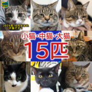 子猫いるよ！大中小21匹／愛知県みよし市