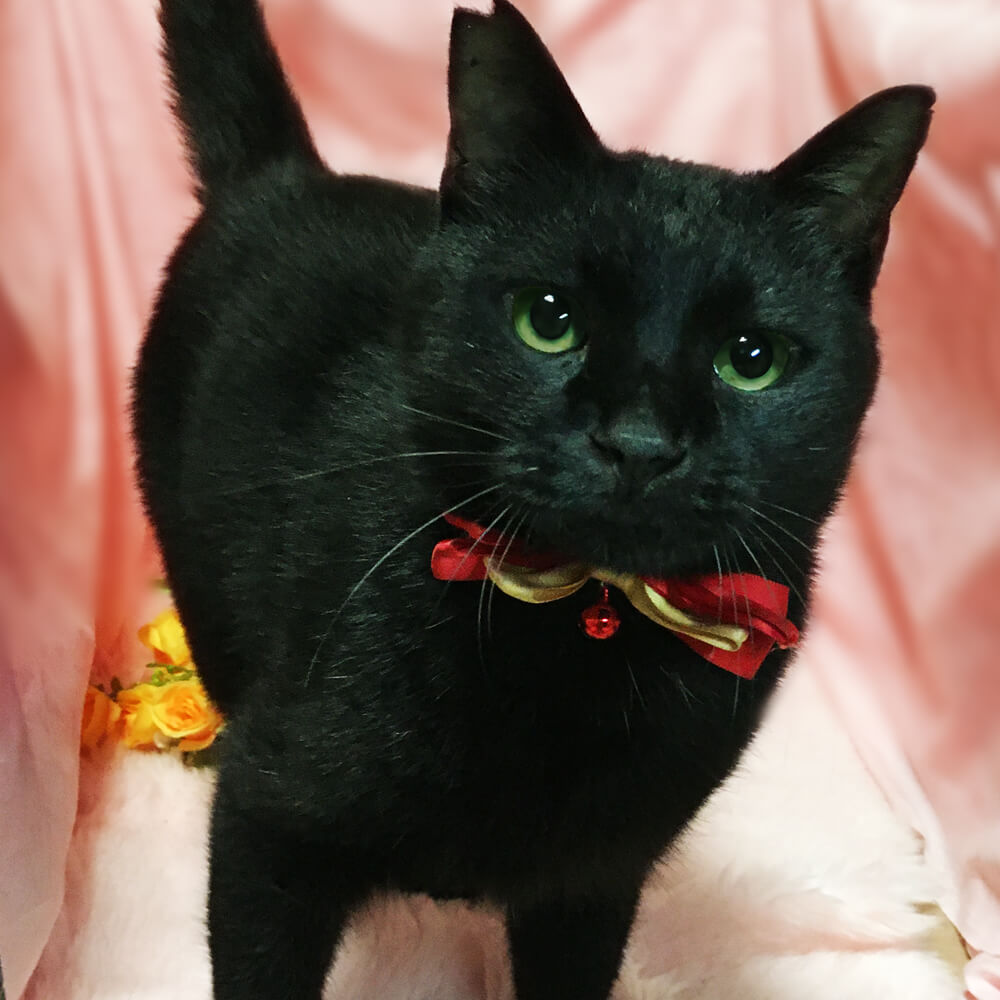 超なれなれ！抱っこ大好きの黒猫『右京』３歳