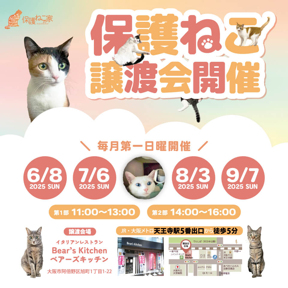 保護ねこの家譲渡会 in 天王寺
