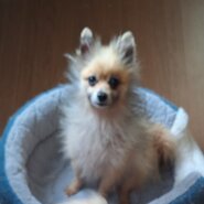飼育放棄の過去。人懐っこい4歳♂ポメの男の子(小型犬)