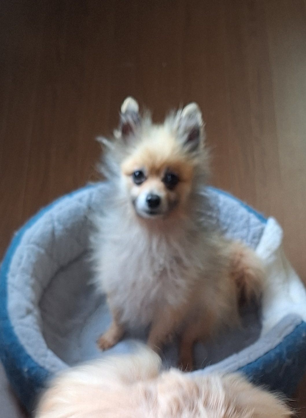 飼育放棄の過去。人懐っこい4歳♂ポメの男の子(小型犬)