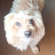 飼育放棄の過去。人懐っこい3歳♂ポメプーの男の子(5kg位)