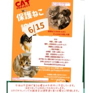 HappyCats〜ねこに恩返し〜保護ねこ譲渡会