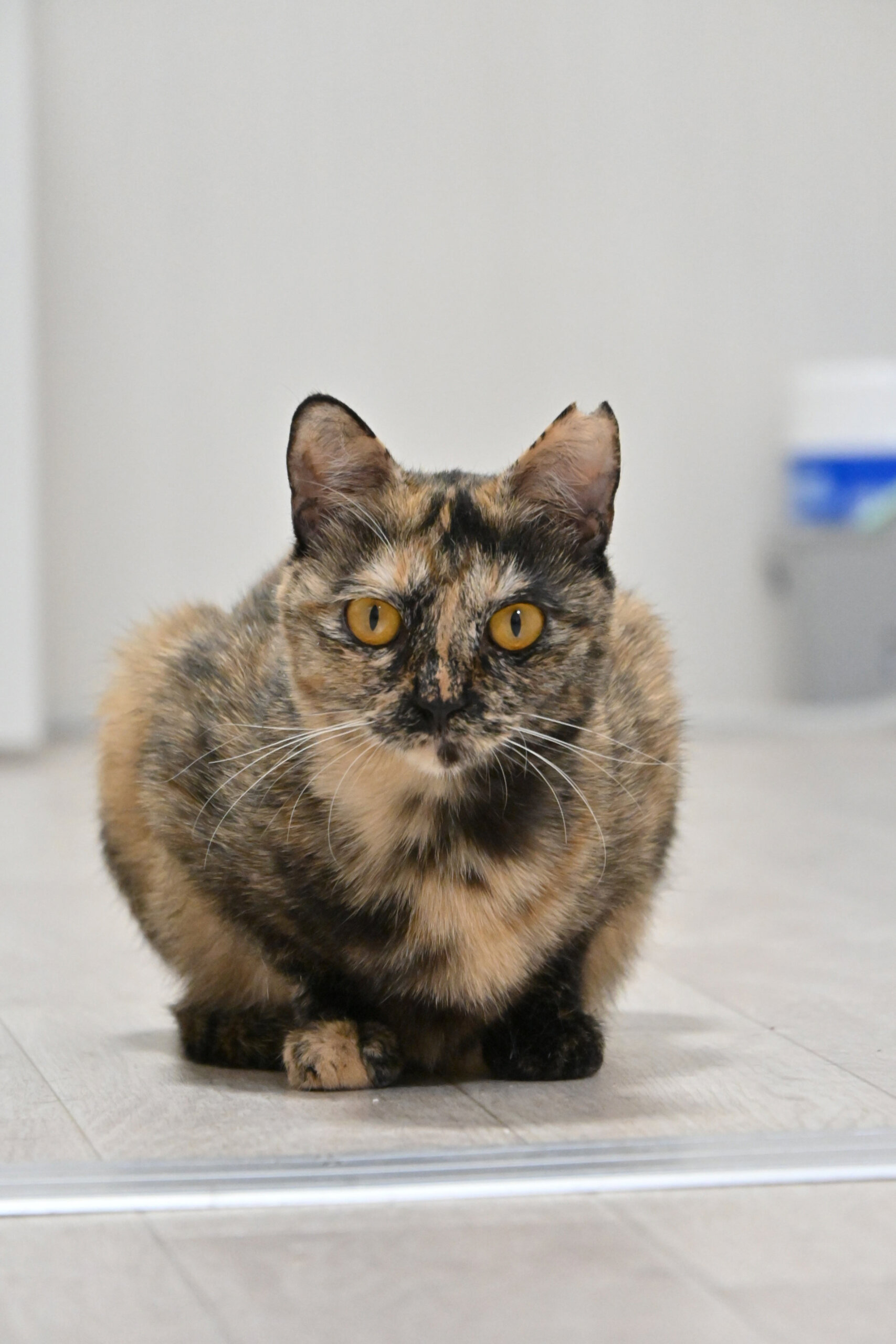きゅみ：一見怖がり屋、実はおもちゃで弾ける！