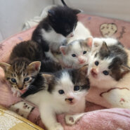 子猫がいる譲渡会★みよし市