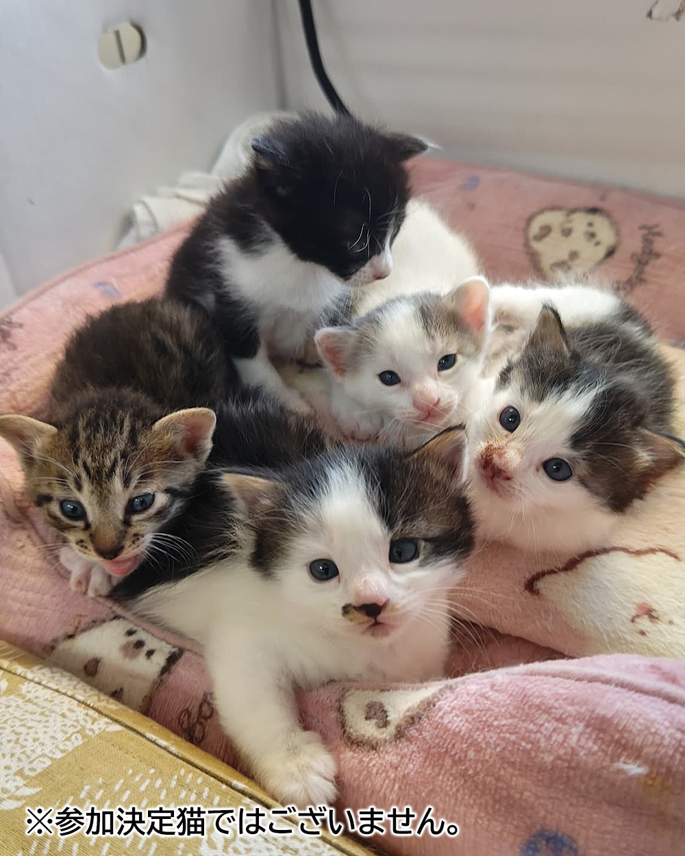 子猫がいる譲渡会★みよし市