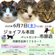 花ねこ譲渡会