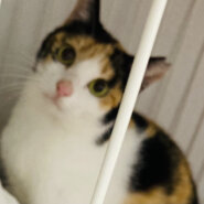 美人な三毛猫のルビーちゃん