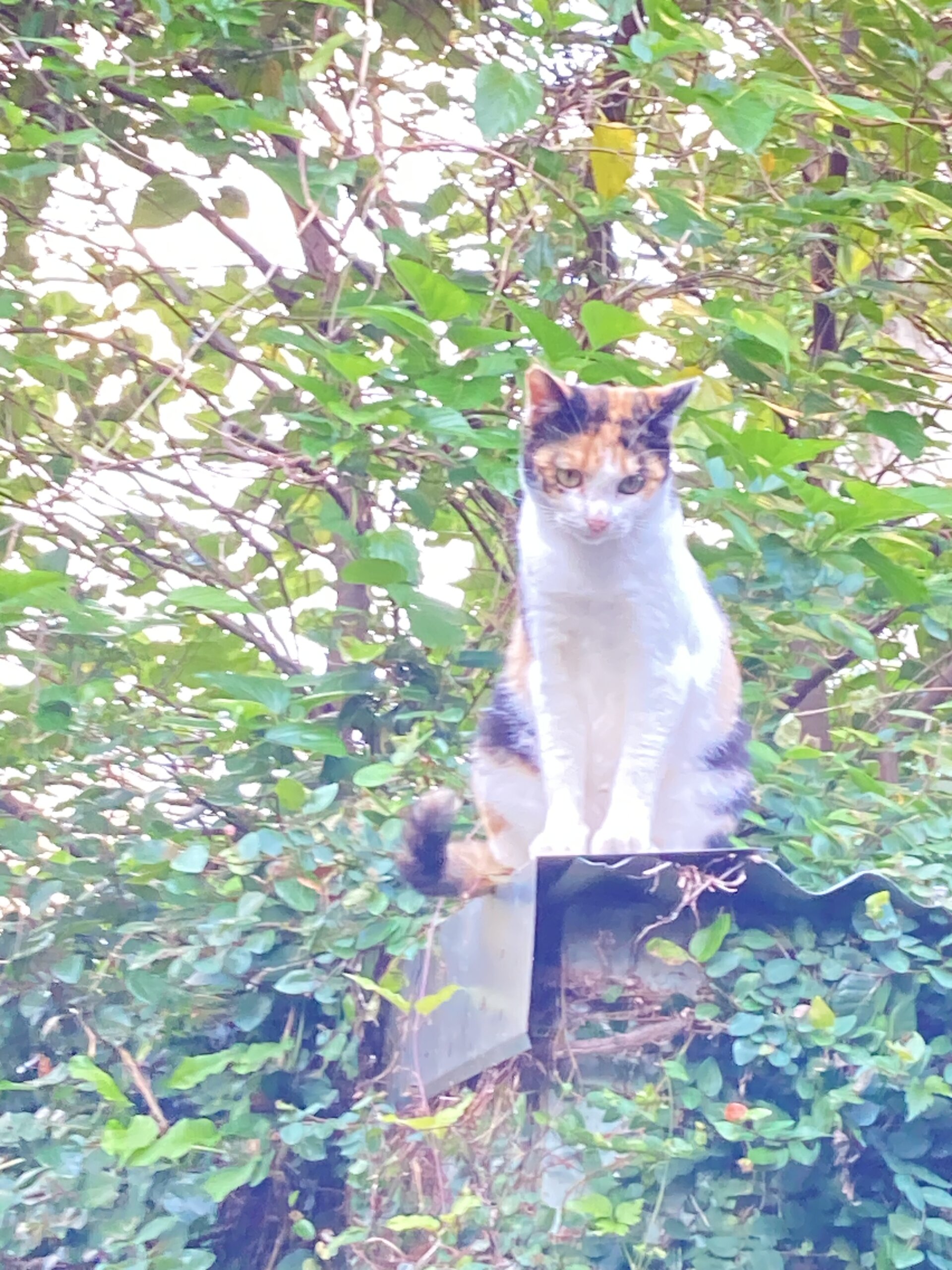 美人な三毛猫のルビーちゃん