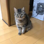 可愛がってくれる方を探してます