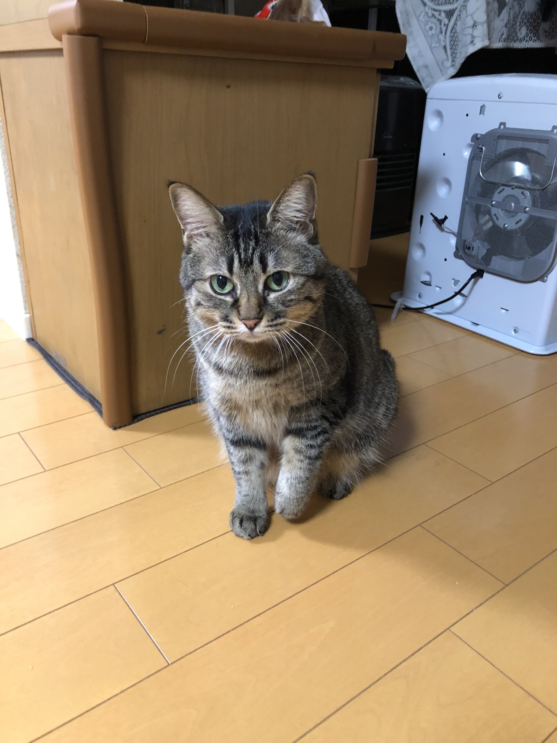 可愛がってくれる方を探してます