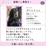 ぷりんちゃん