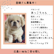あっこちゃん