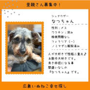 なつちゃん