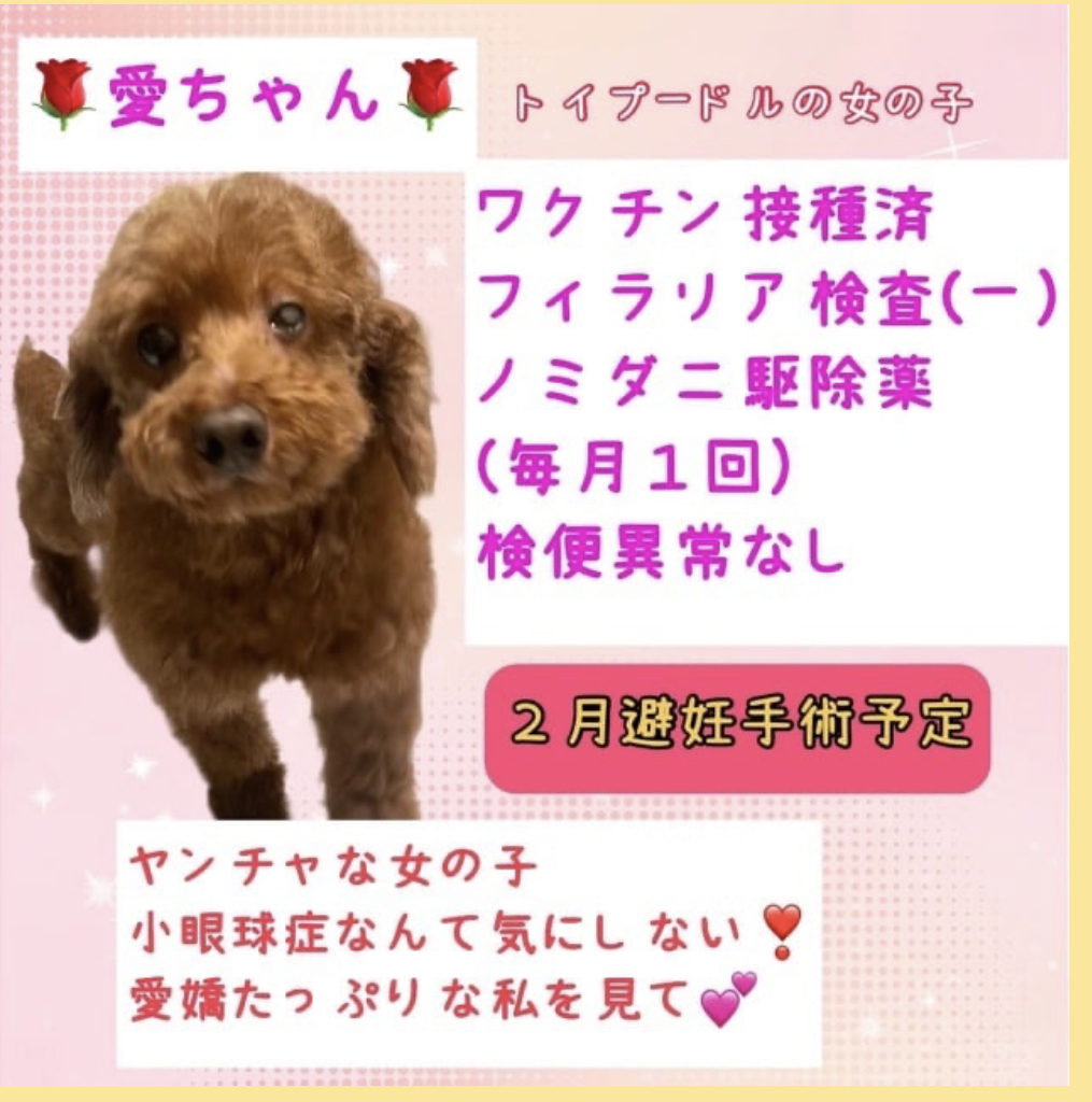愛ちゃん