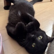 超絶人慣れの黒猫男子「ひろしくん」。三度目の正直を