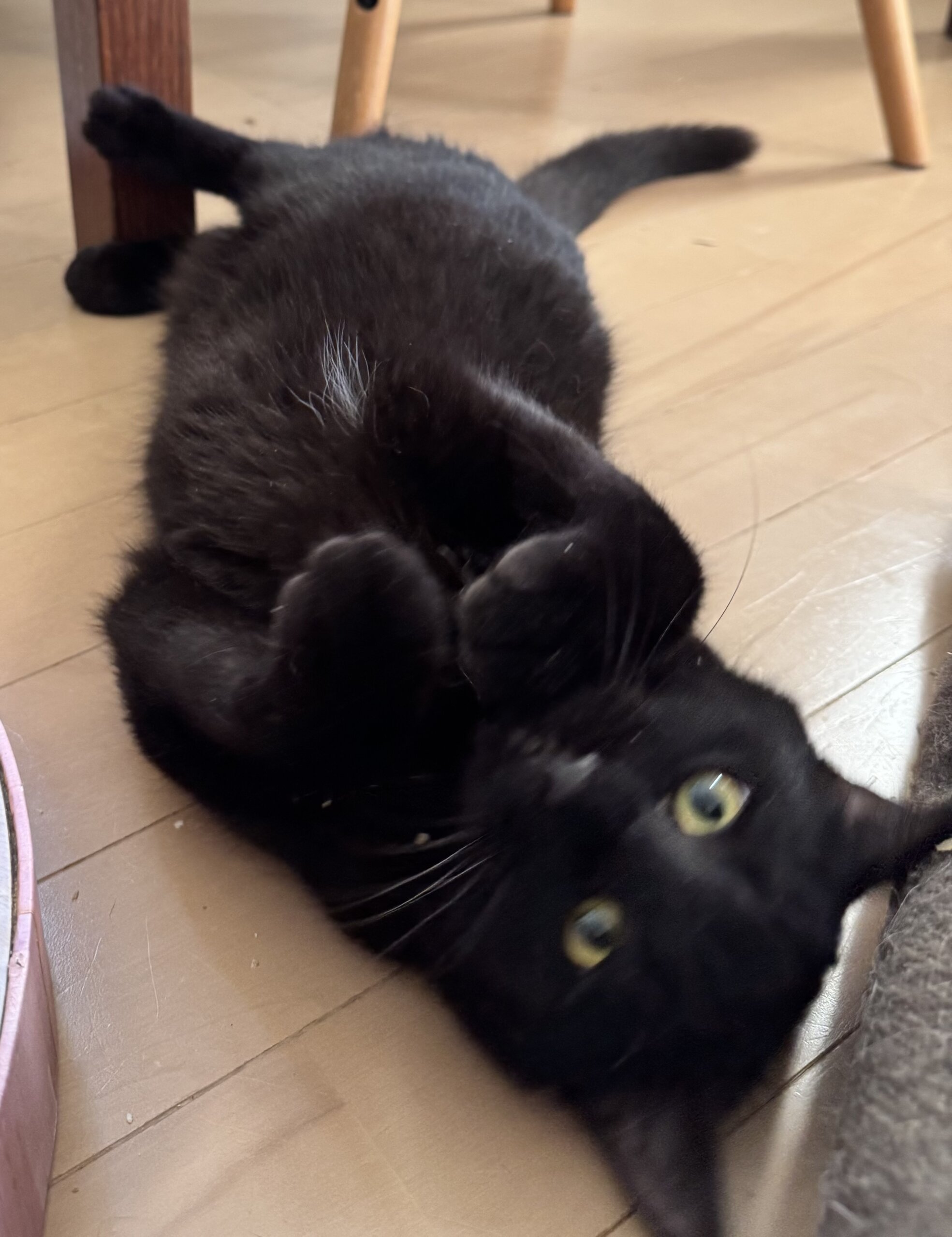 超絶人慣れの黒猫男子「ひろしくん」。三度目の正直を
