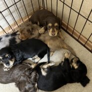 ミニチュアダックス産まれました