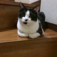 ハチワレ＊おだやかで甘えん坊
