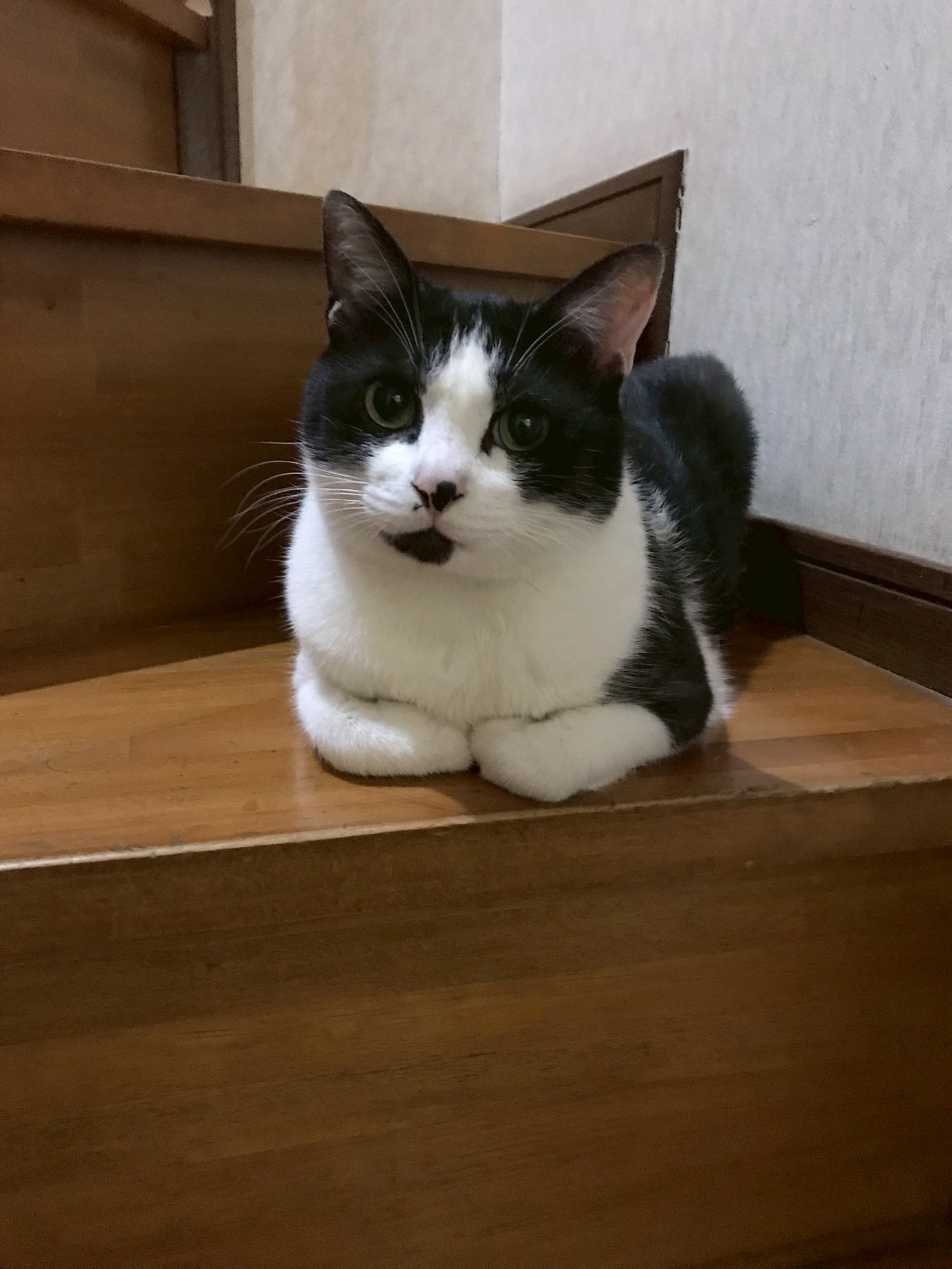 ハチワレ＊おだやかで甘えん坊