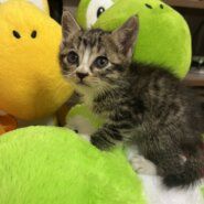 生後３週間前後の可愛い子猫です！