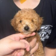 生後2ヶ月の子犬（男の子）