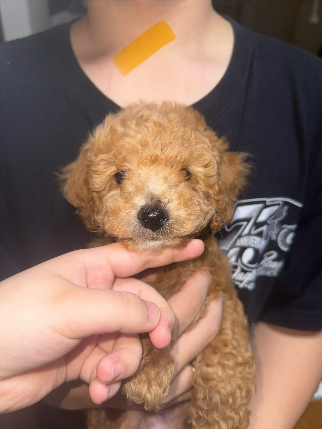 生後2ヶ月の子犬（男の子）