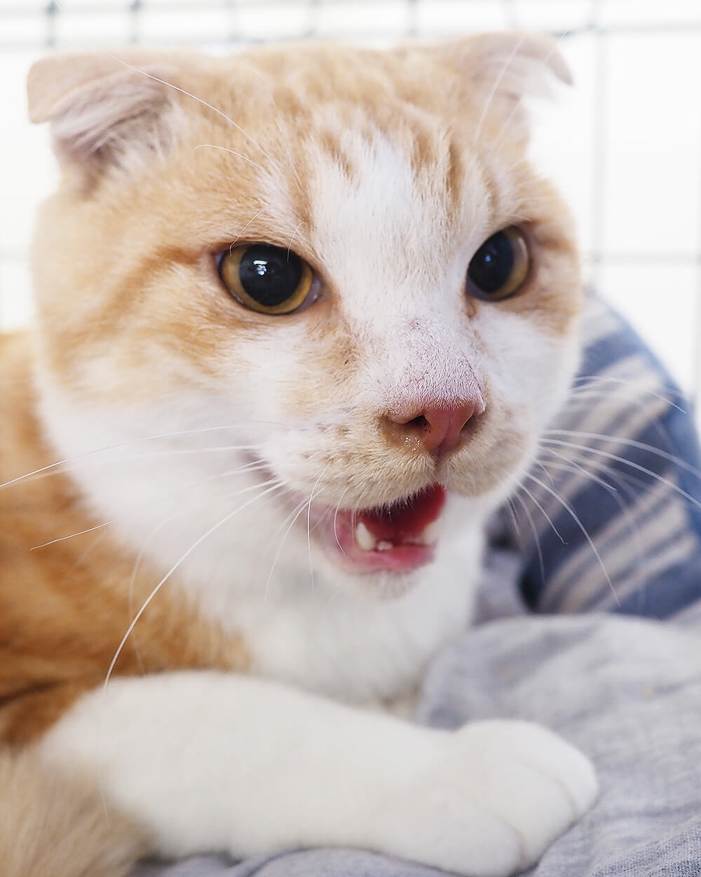 大中小20匹くらいのネコ・猫★みよし市