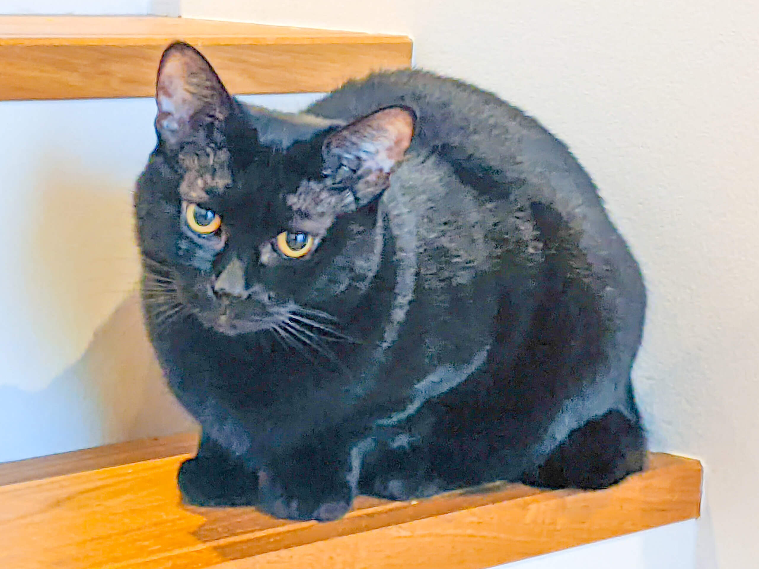 チャンスをください😿甘えん坊な黒猫♀触られるとニャーニャーしゃべります！
