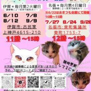 猫の古民家里親会in伊賀❣