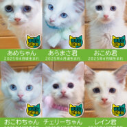 子猫だけ19匹［ラグドール子猫6匹います］★みよし市