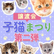 【子猫まつり第2弾】25匹くらいの子猫★みよし市