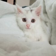 ★7月6日参加猫★マロニー　２ヶ月の男の子★