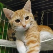 ★7月6日参加猫★つばさくん　茶白　１歳６ヶ月の男の子★