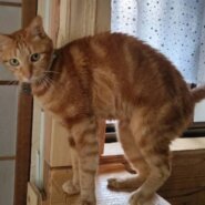 ★7月6日参加猫★アメくん　茶トラアメショー　１０歳の男の子★