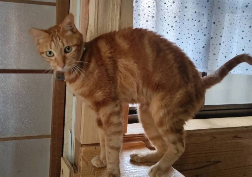★7月6日参加猫★アメくん　茶トラアメショー　１０歳の男の子★