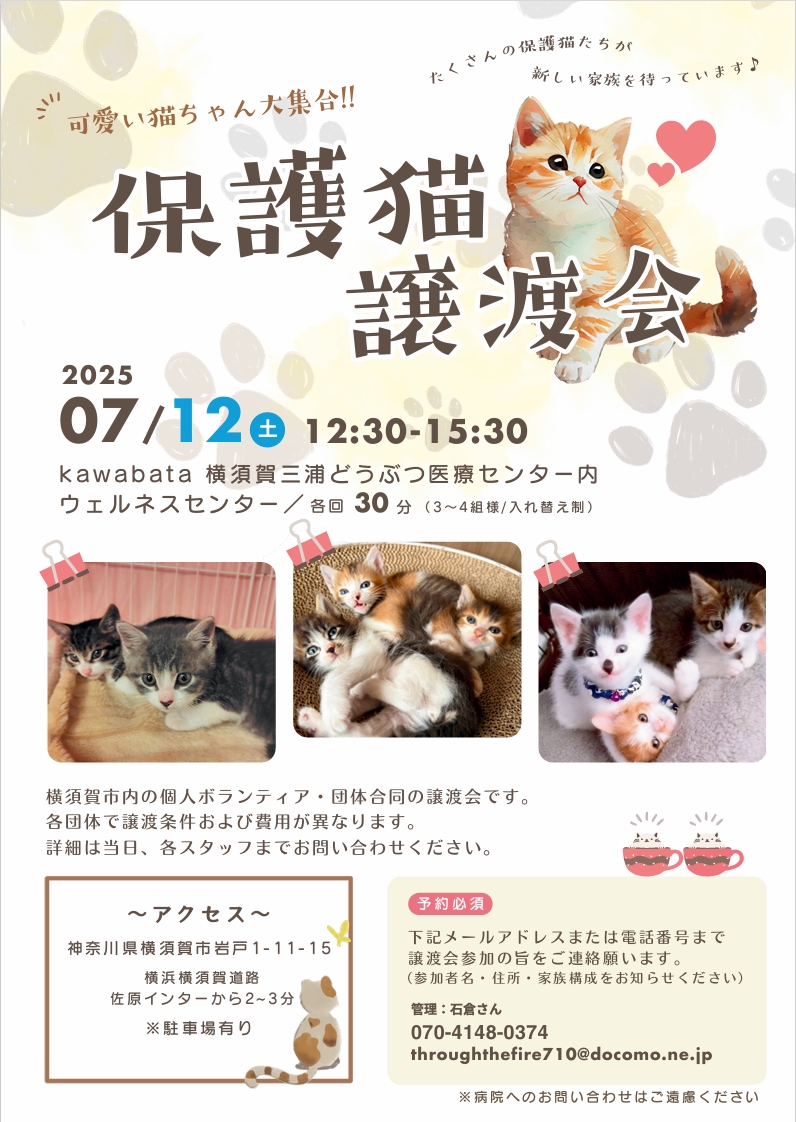 神奈川横須賀・保護猫🐾譲渡会