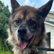 人が大好き💑スリスリ犬のからあげクン