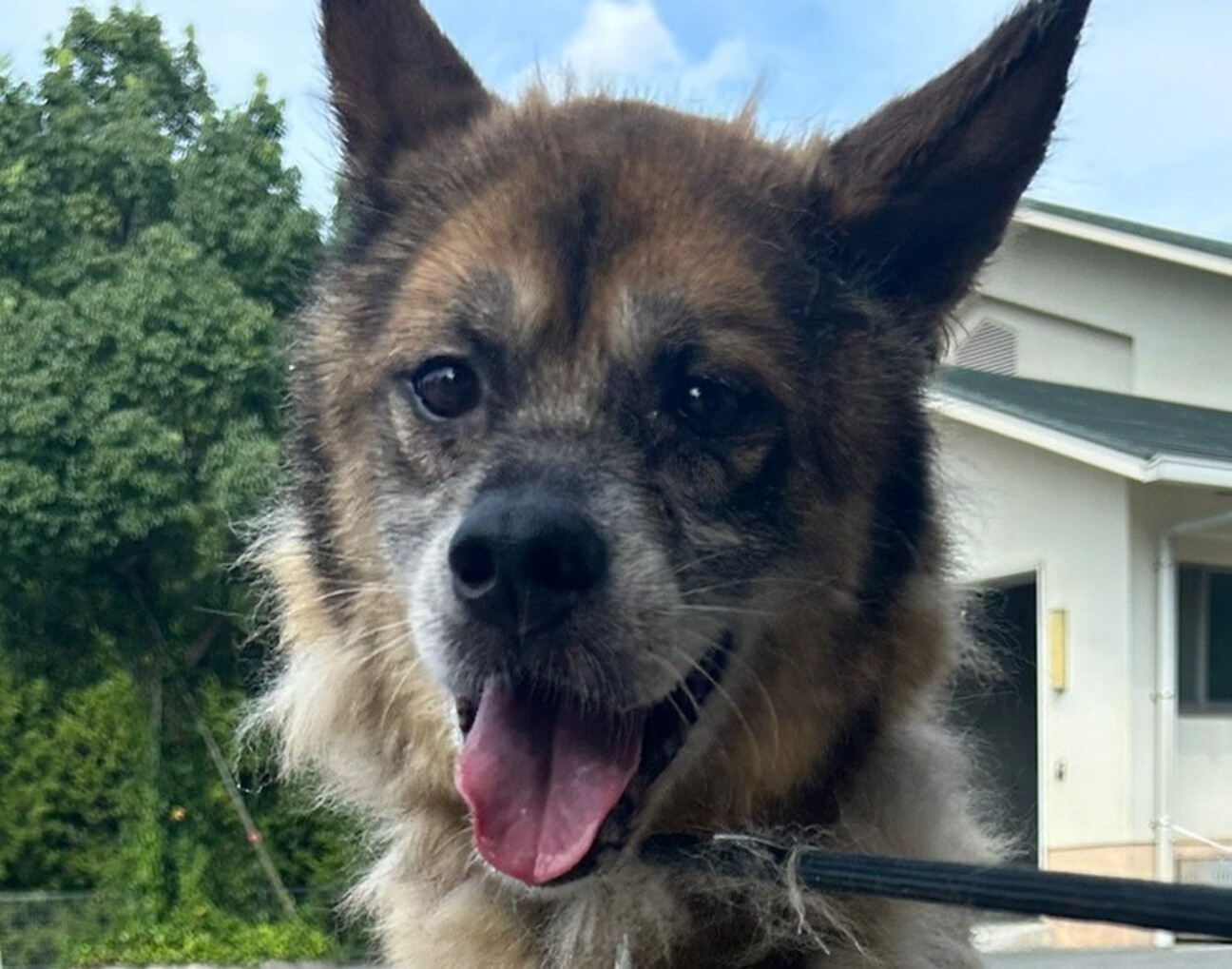 人が大好き💑スリスリ犬のからあげクン