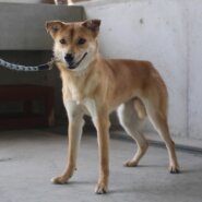 優しい雰囲気の元野犬❇若葉ちゃん❇