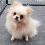 ポメラニアン(ラムミンちゃん)♀️1歳