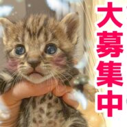 生後1ヶ月のキジトラ赤ちゃん♡